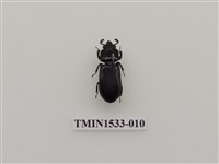 藏品(黑豔蟲科)的圖片